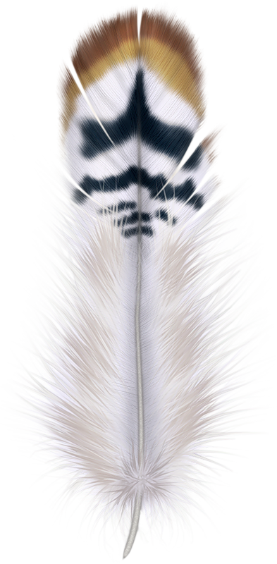 Фотки Blue Feather, Feather Art, Bird Feathers, Colored - 羽毛 Clipart (393x800), Png Download