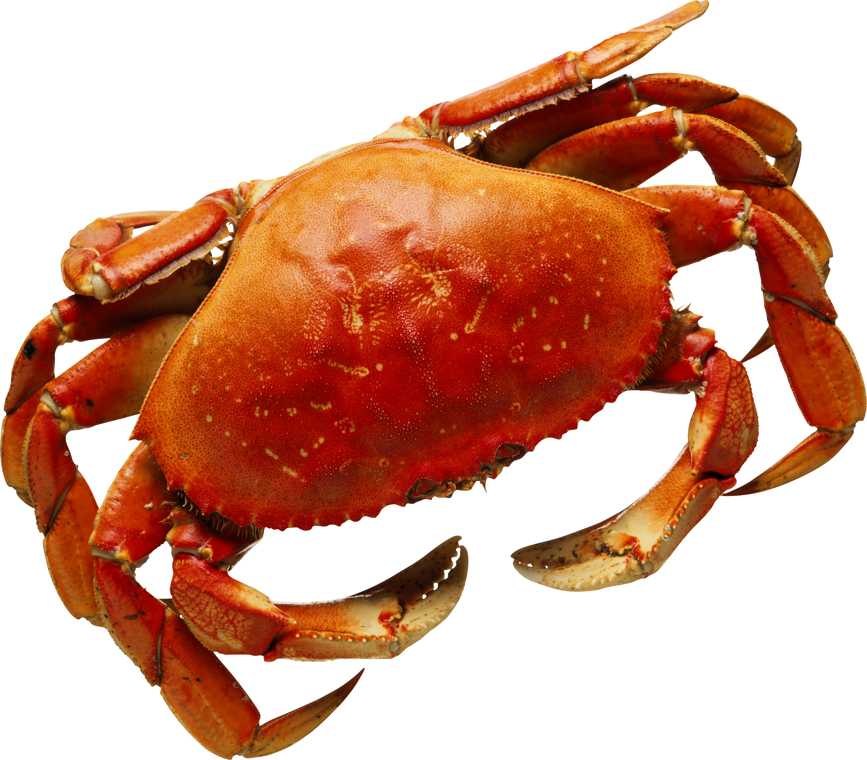 Image - Краб Png Clipart (2915x2555), Png Download