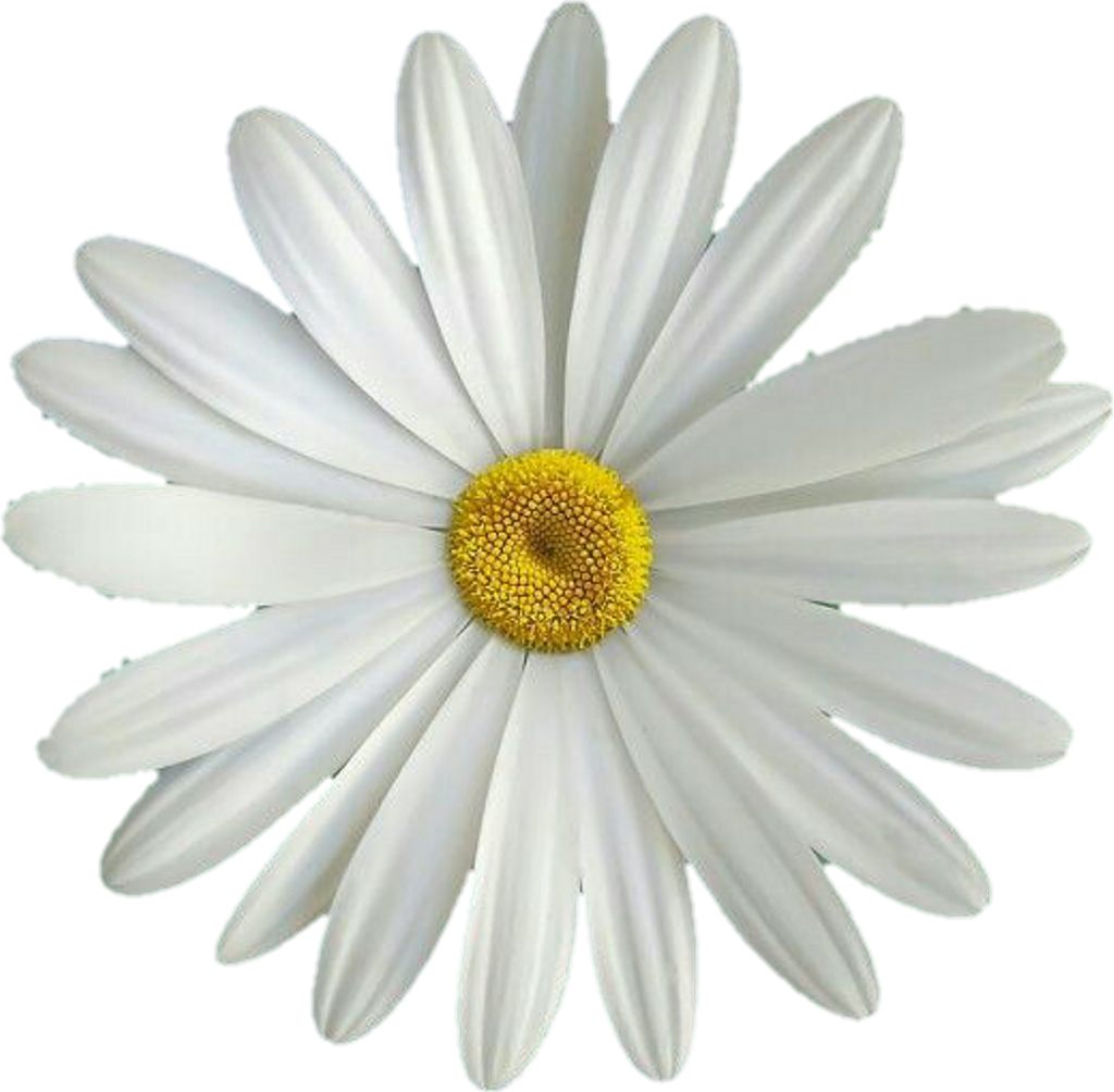 #flor #flores #flower #flowers #margarita #amarillo - Margarita Flor Png Clipart (1024x1004), Png Download