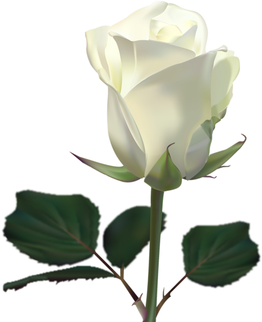 White Rose Clipart (1145x697), Png Download