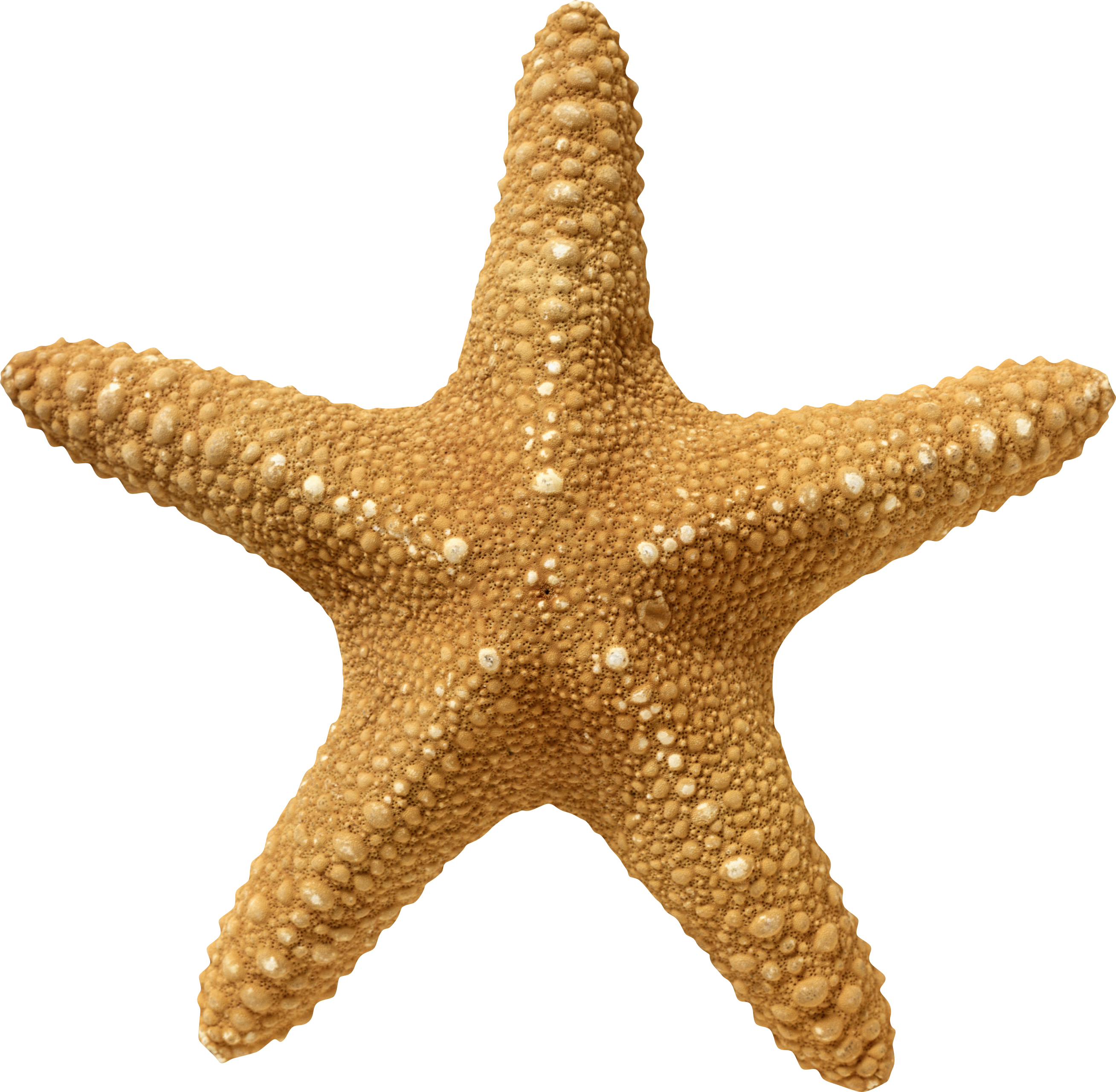 Starfish Png Clipart (2617x2560), Png Download