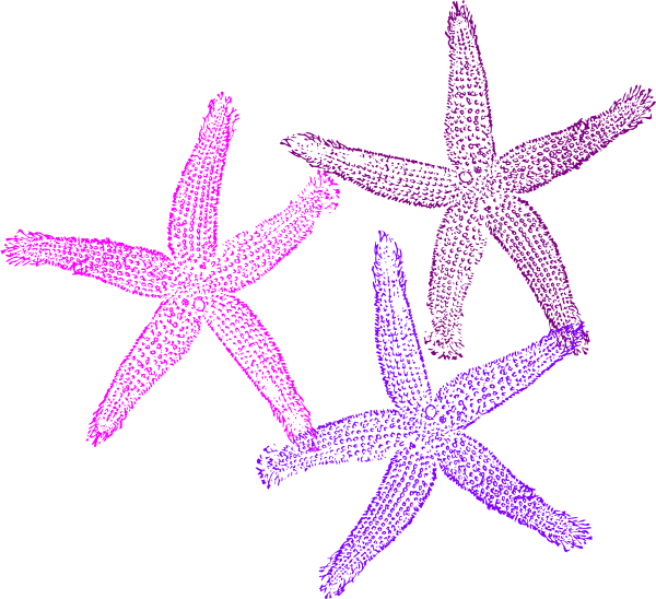 Small - Starfish Clipart No Background - Png Download (600x548), Png Download