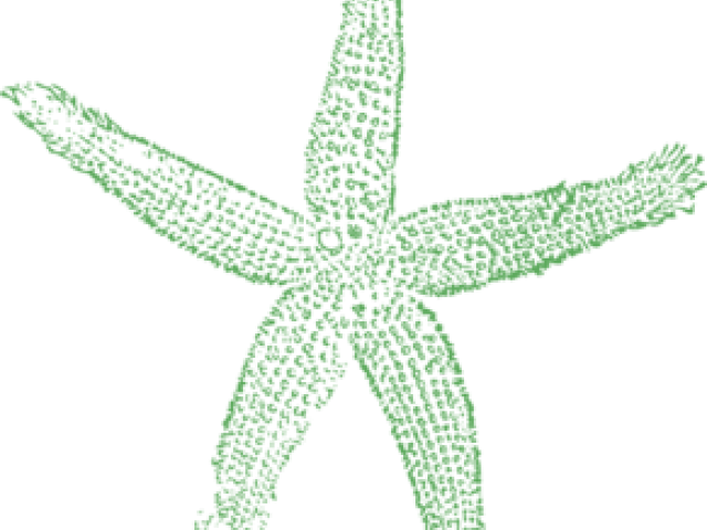 Starfish Clipart (640x480), Png Download