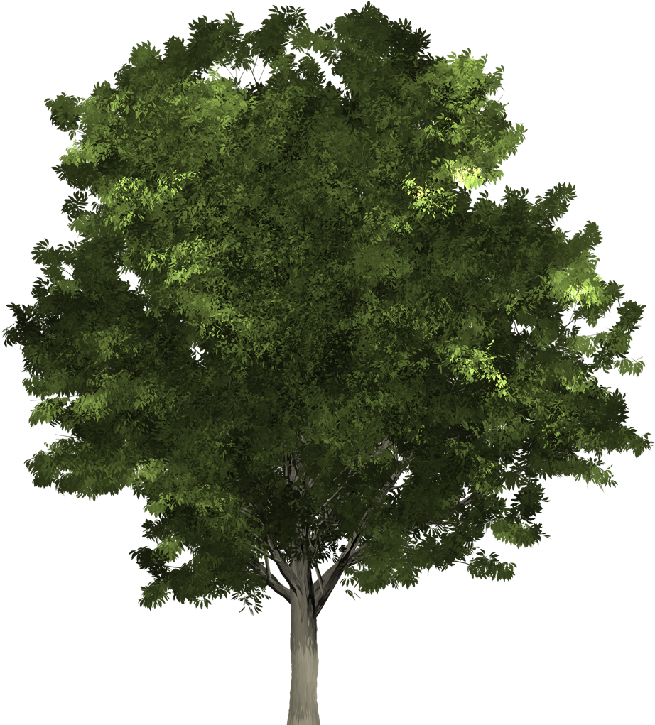 Tree To The Early Irish - Oak Clipart (1080x1020), Png Download