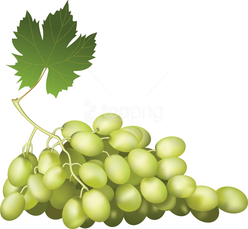 Free Png Download Grapes Png Images Background Png - Wine Grapes Png Clipart (850x785), Png Download