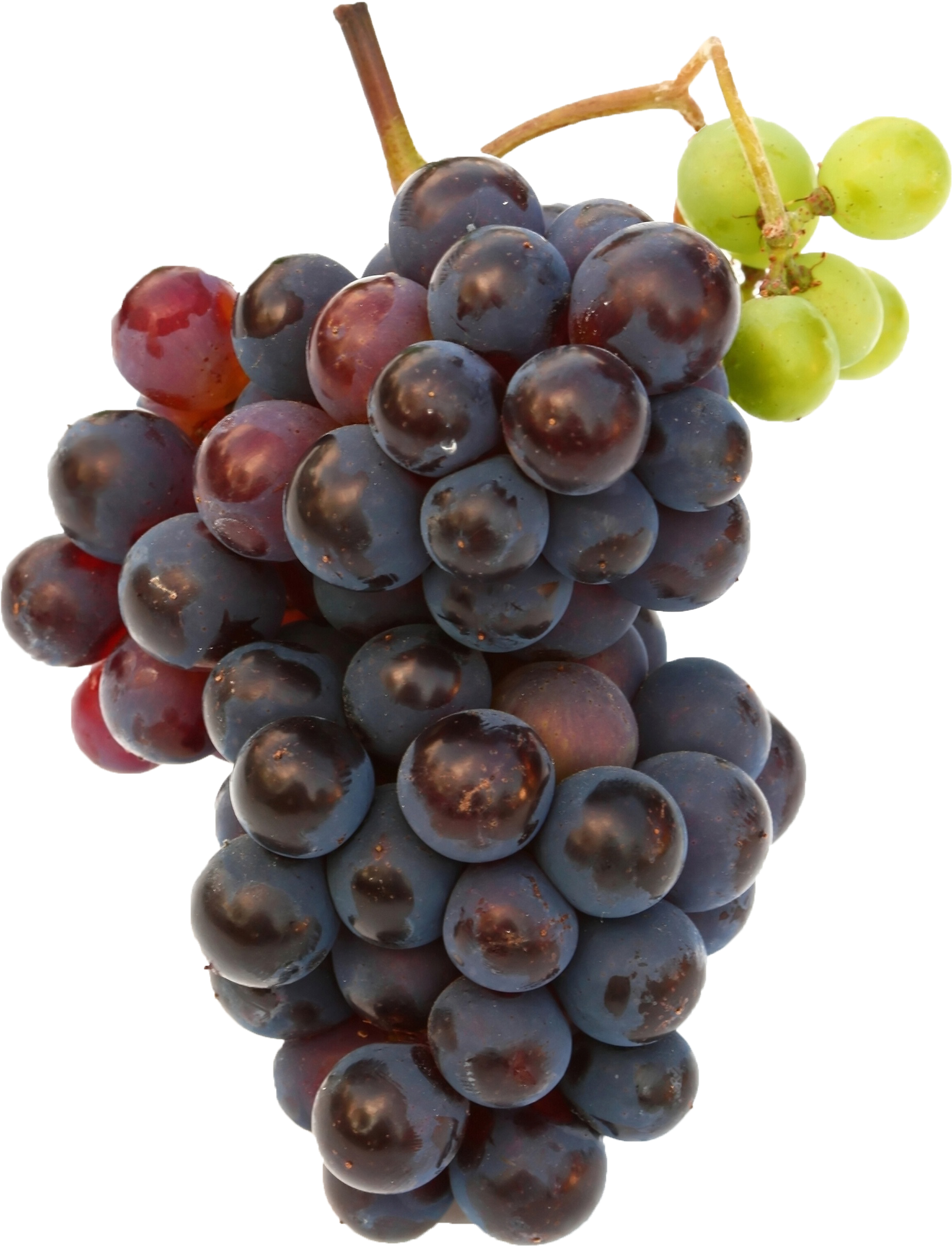 Black Grapes Png Free Commercial Use Image - Grape Hd Clipart (2048x3072), Png Download