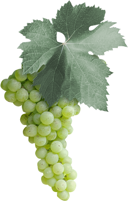 Among The 18 Malvasia Varieties In The Italian National - Malvasia Bianca Di Puglia Clipart (595x709), Png Download