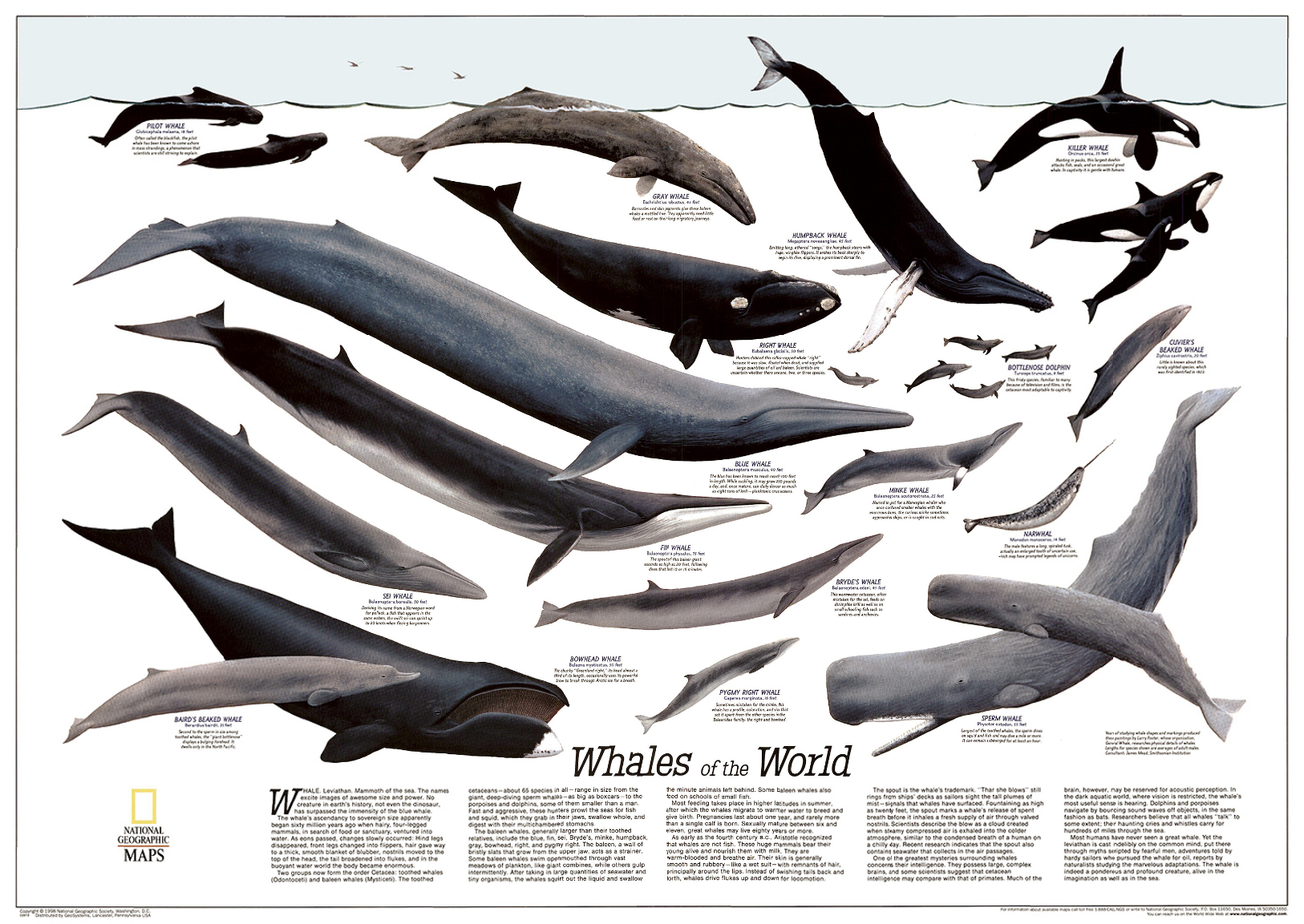 Humpback Whale Png - Whale Of The World Clipart (2048x1152), Png Download
