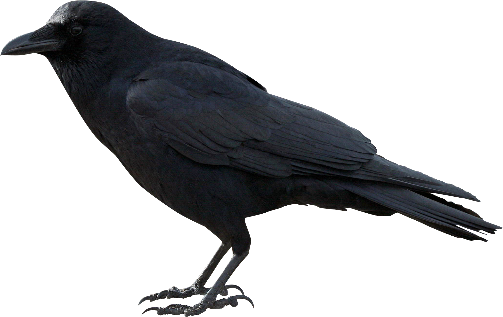 Crow Png Hd - Crow Png Clipart (2192x1668), Png Download