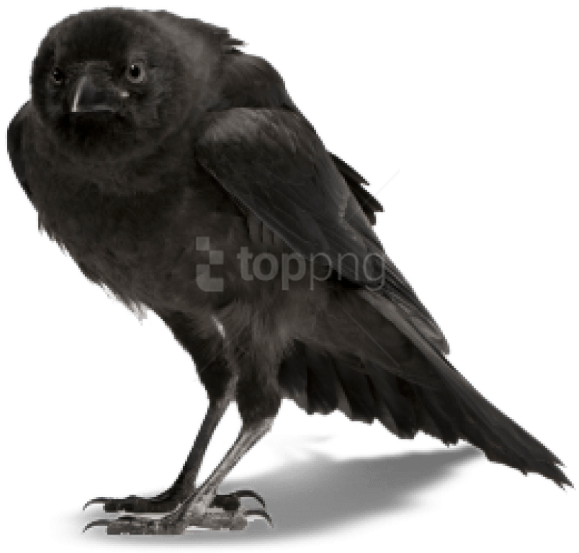 Free Png Download Crow Png Images Background Png Images - Ворон Пнг Clipart (850x813), Png Download