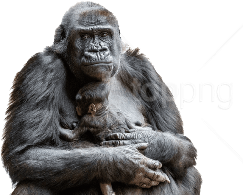 Free Png Gorilla S Png Images Transparent - Gorila Nížinná Clipart (850x401), Png Download