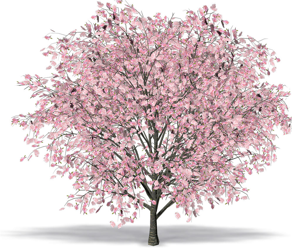 Oriental Cherry - Cerisier Du Japon Png Clipart (1000x1000), Png Download