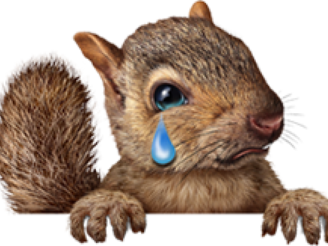 Squirrels Clipart Cute - Png Download (640x480), Png Download