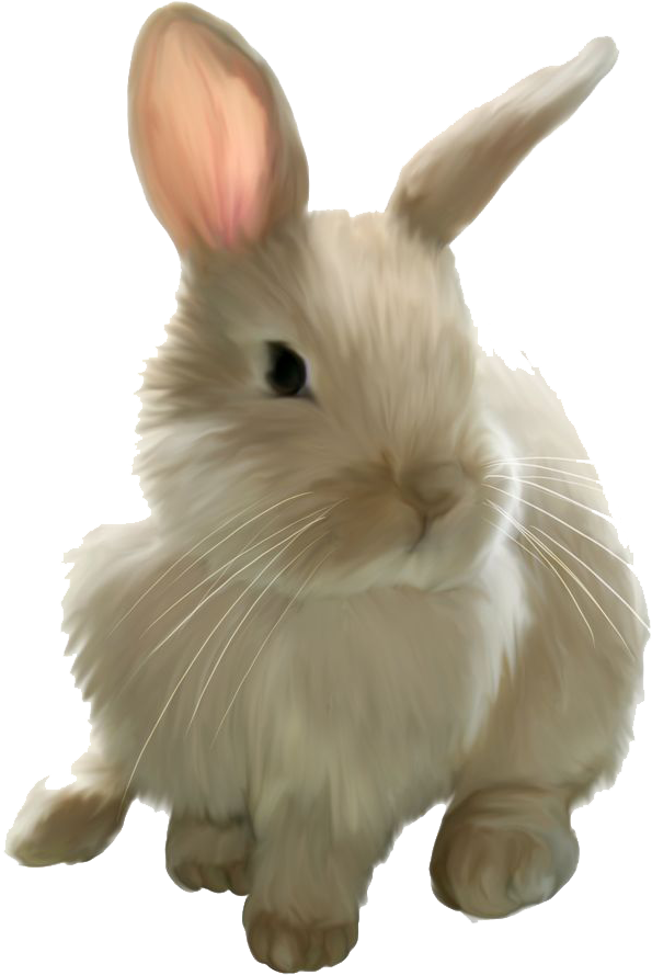 Easter Rabbit Png Image - Transparent Background Rabbit Png Clipart (708x934), Png Download