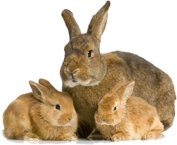 Rabbit Bunny Transparent Images - Rabbit An Sexual Or Asexual Clipart (1011x1050), Png Download