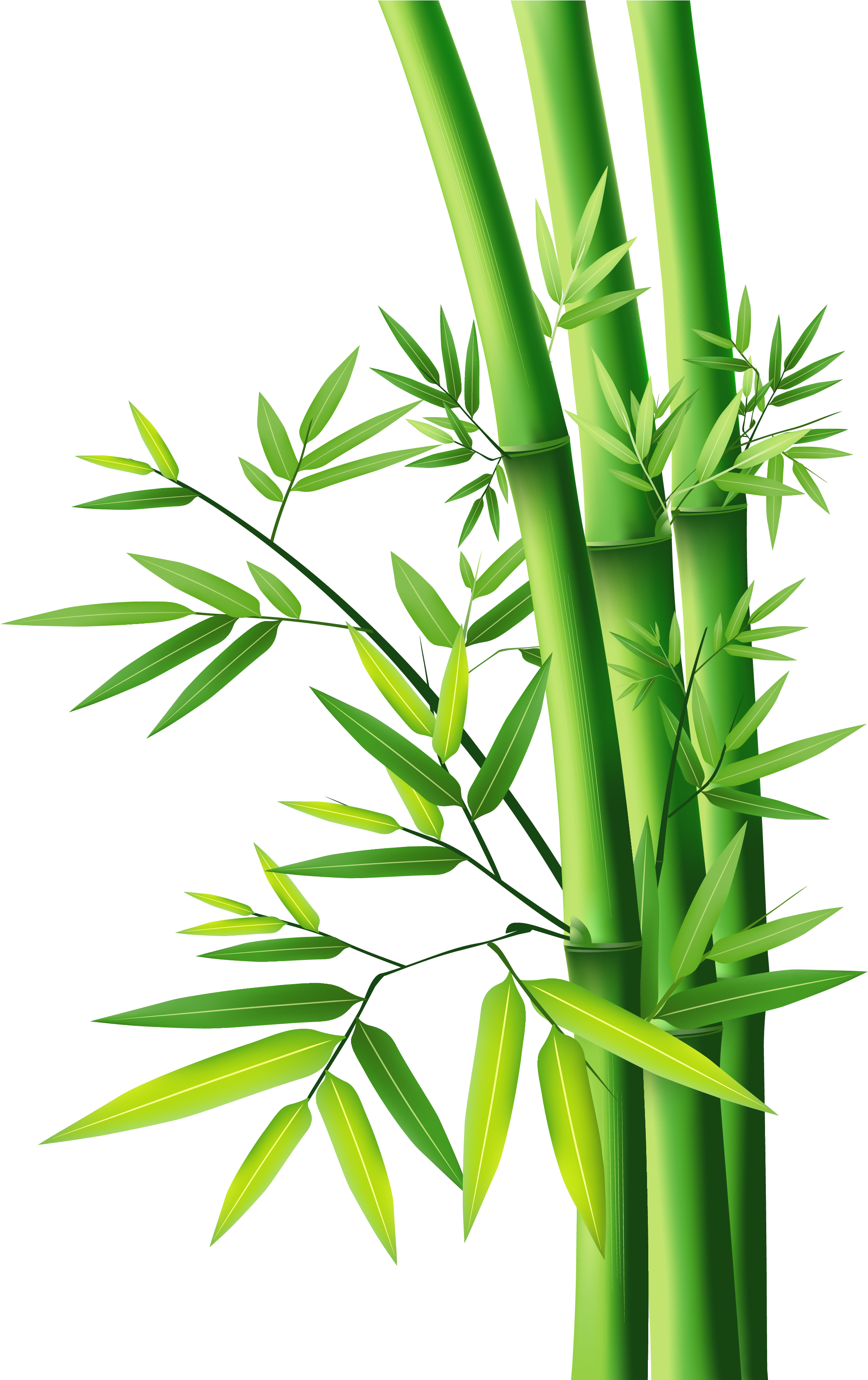 Bamboo Png Clipart (3307x3307), Png Download