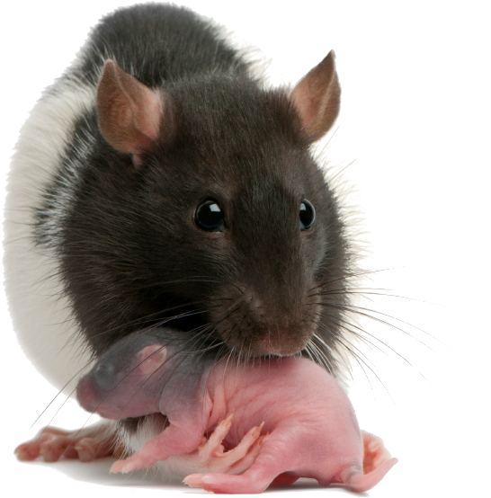 Infant Rats Clipart (780x615), Png Download