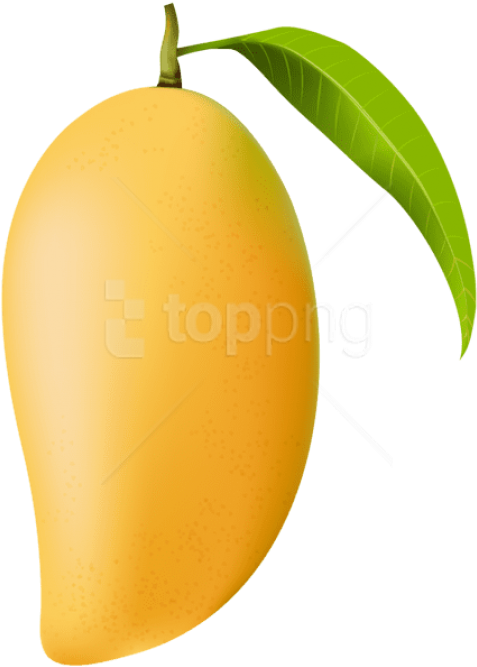 Free Png Mango Png - Mango Clipart Png Transparent Png (480x673), Png Download