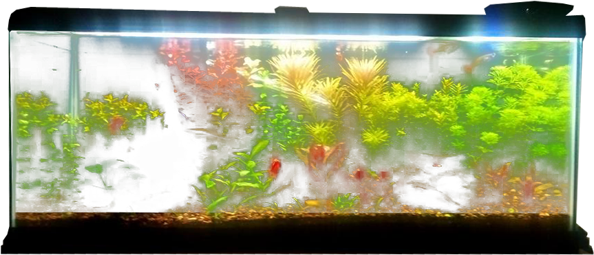 Planted Aquarium - Fish Tank Transparent Background Clipart (880x400), Png Download