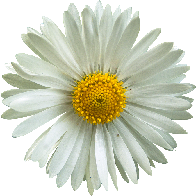 Here Is A Couple Collage Examples I Made Using Png - Daisy Clipart (706x720), Png Download