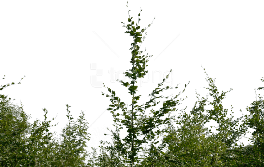 Download Bushes Png Images Background - Bushes Png Clipart (850x567), Png Download