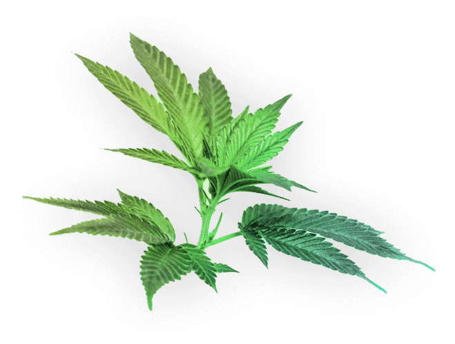 Houseplant Clipart (659x499), Png Download