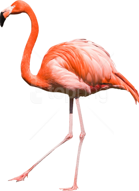 Free Png Download Flamingo Png Images Background Png - Png Фламинго Clipart (480x659), Png Download