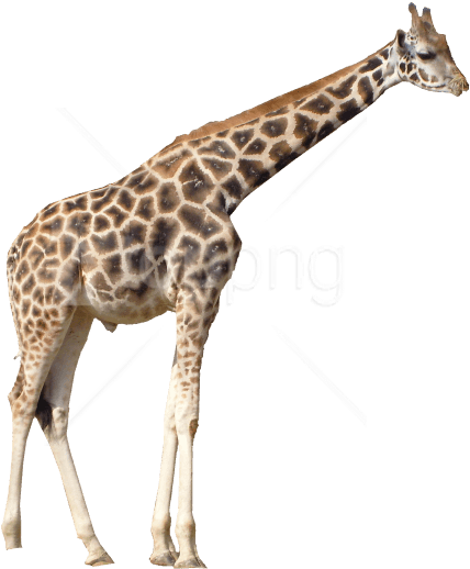 Free Png Giraffe Png Images Transparent - Giraffe Transparent Clipart (850x638), Png Download