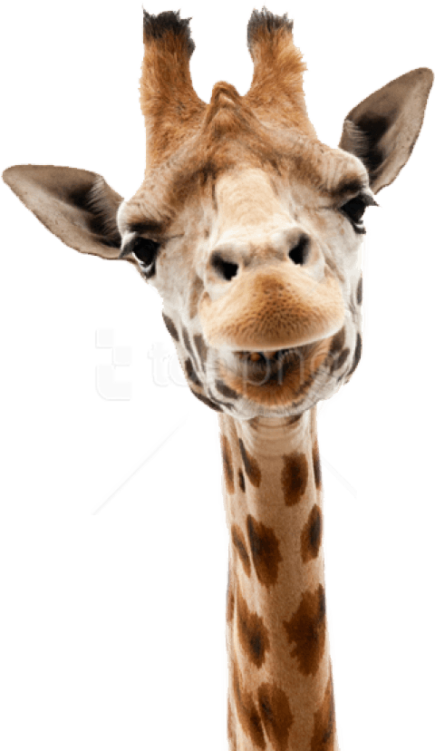Free Png Giraffe Png Images Transparent - Giraffe Head Transparent Background Clipart (480x828), Png Download