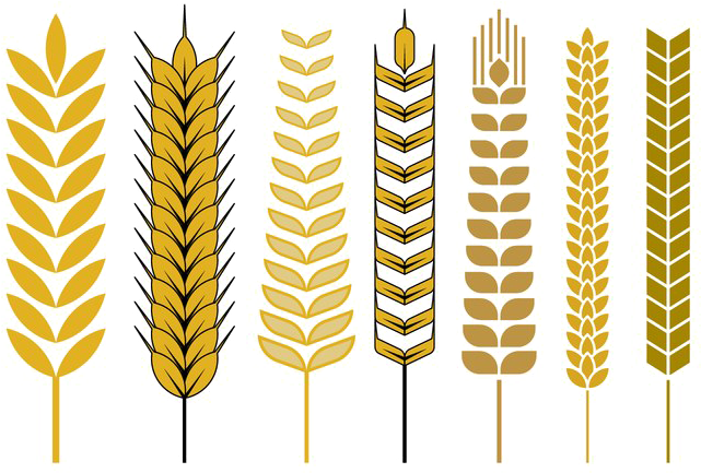 Wheat Vector Free Png - Wheat Stalk Vector Png Clipart (700x490), Png Download