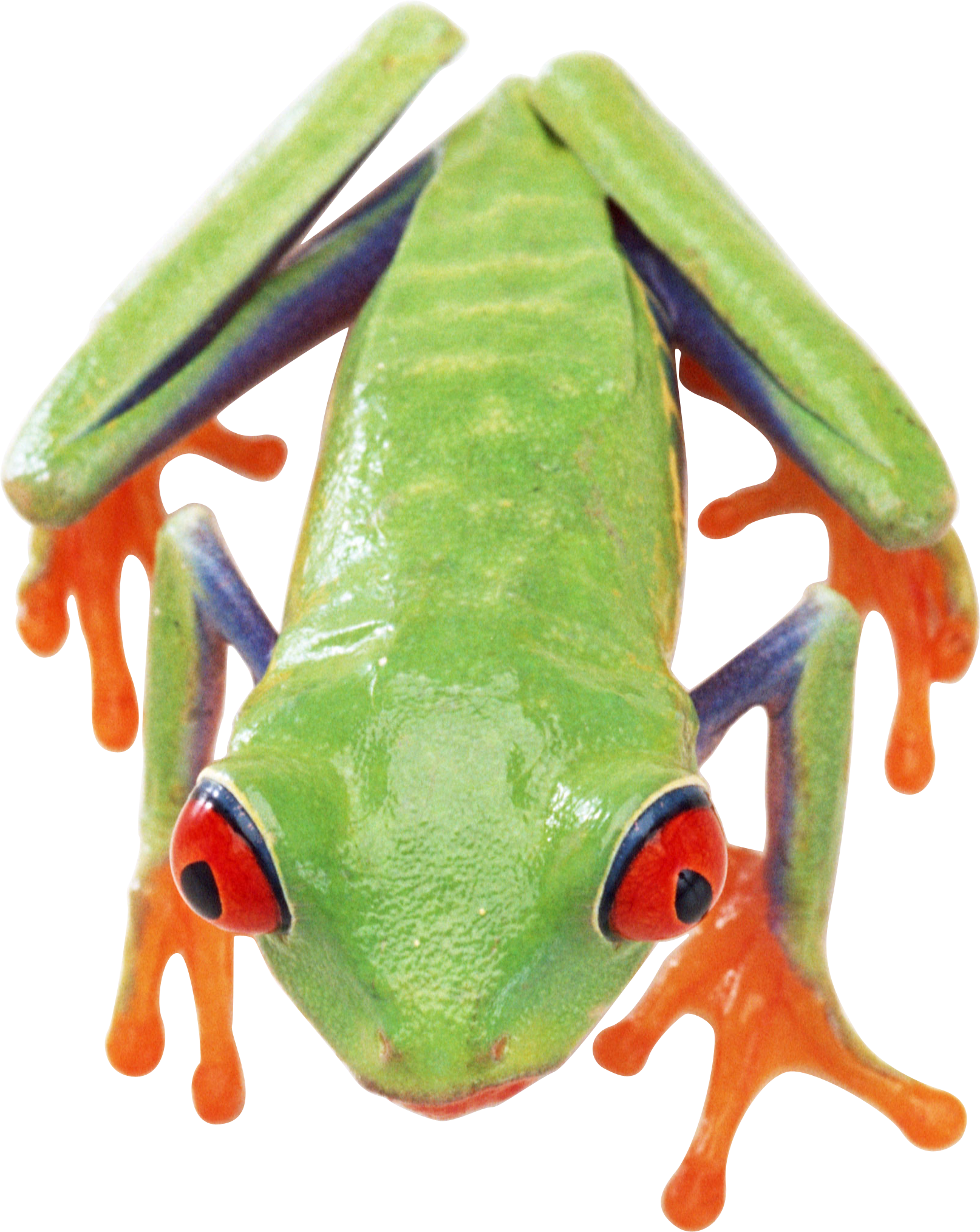 Frog Clipart (1614x2028), Png Download