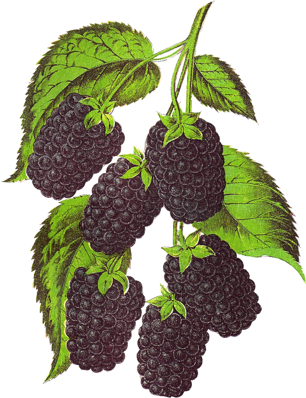 Blackberry Fruit Transparent Background Png - Vintage Fruit Botanical Illustrations Clipart (1204x1600), Png Download