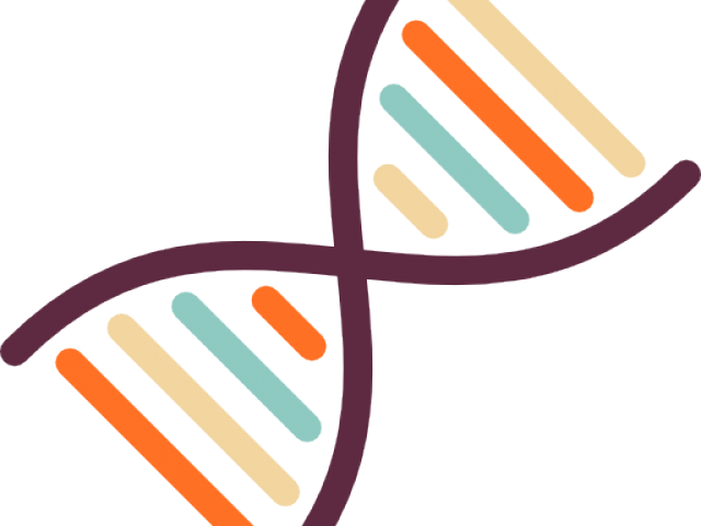 Dna Structure Clipart Clipart Transparent Background - Dna Clipart No Background - Png Download (640x480), Png Download