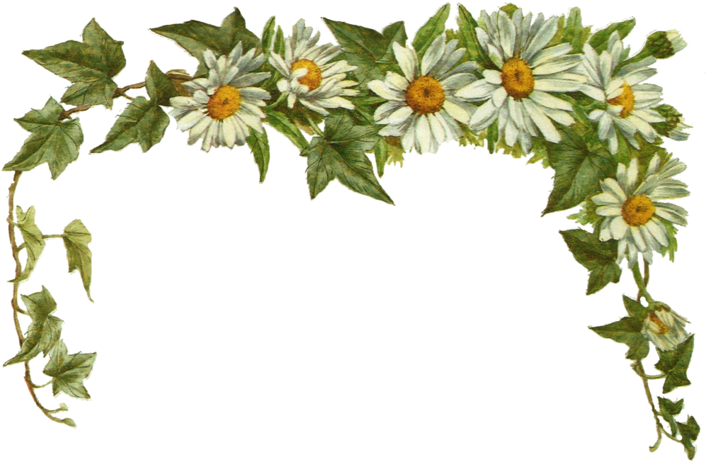 Jinifur Daisy Layer By Jinifur On Clipart Library - Daisy Border Transparent - Png Download (1024x755), Png Download