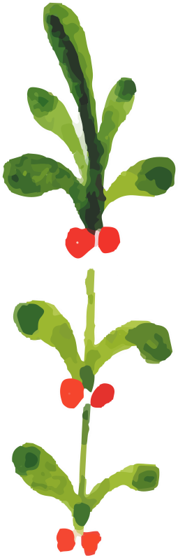 Clipart Transparent Painting Christmas Plants Download - Watercolor Christmas Plants Png (800x800), Png Download