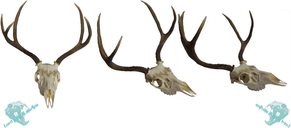 Whitetail Deer Skull Clip Art Download - Deer - Png Download (1005x441), Png Download