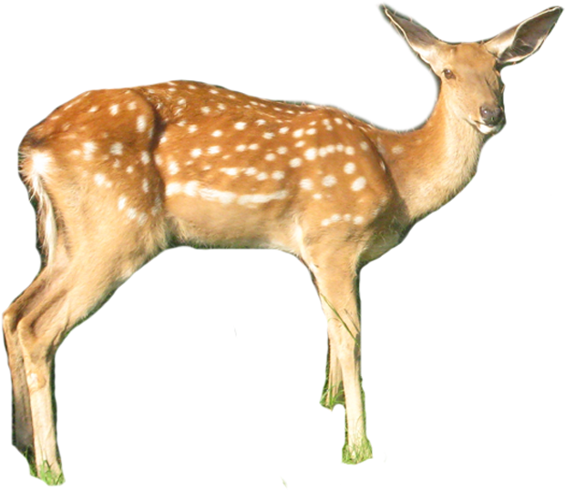 White-tailed Deer Clipart (620x538), Png Download