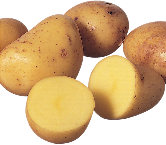 556 X 556 1 - Yukon Gold Potato Clipart (556x556), Png Download