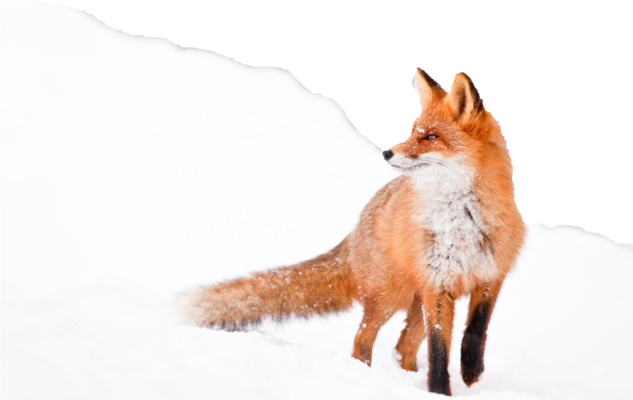 Fuchs Clipart (1280x853), Png Download