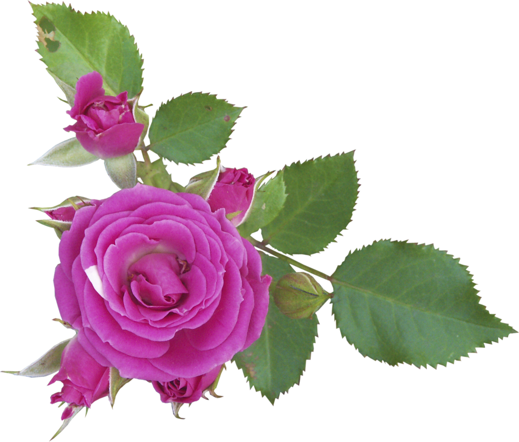 Flores Png - Flor Sin Fondo Png Clipart (1024x873), Png Download