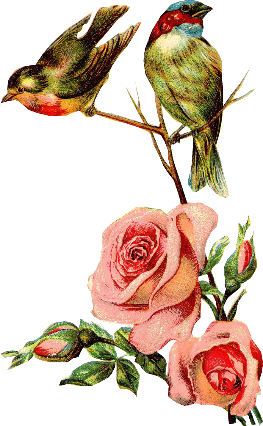Flores Vintage Png - Bird Vintage Png Clipart (884x1433), Png Download