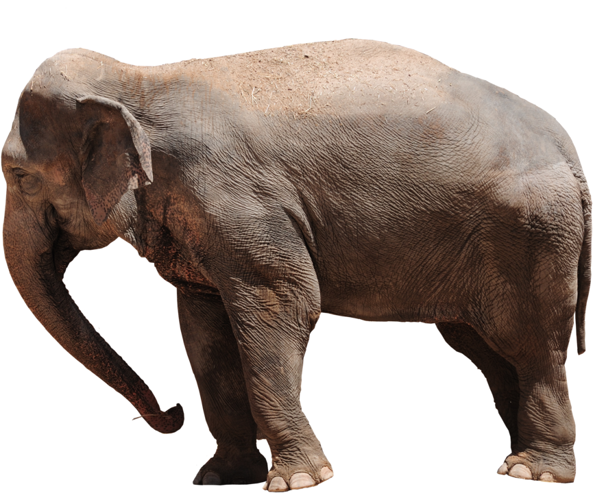 Elephant Png Transparent - Elephant Clipart (972x822), Png Download