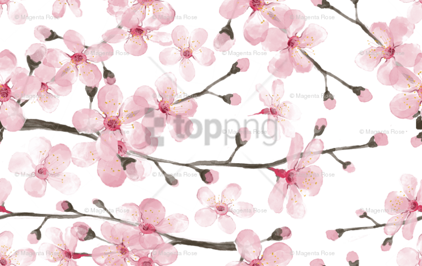 Free Png Download Cherry Blossom Watercolor Png Images - Cherry Blossom Pattern Fabric Clipart (850x536), Png Download