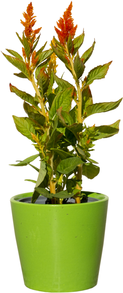 Green Plant With Red - Houseplant Clipart (756x1058), Png Download