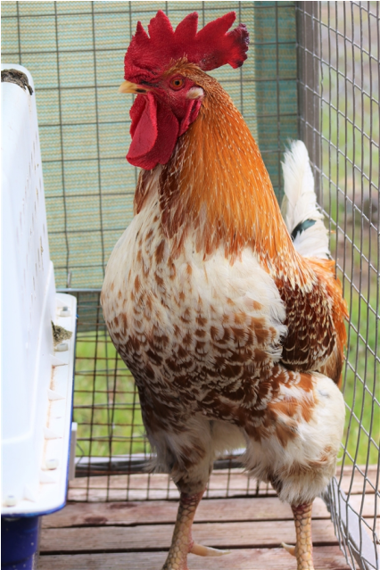 Photo Of John Cena - Rooster Clipart (638x638), Png Download