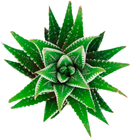 Cactus - Fasciated Haworthia Clipart (866x650), Png Download