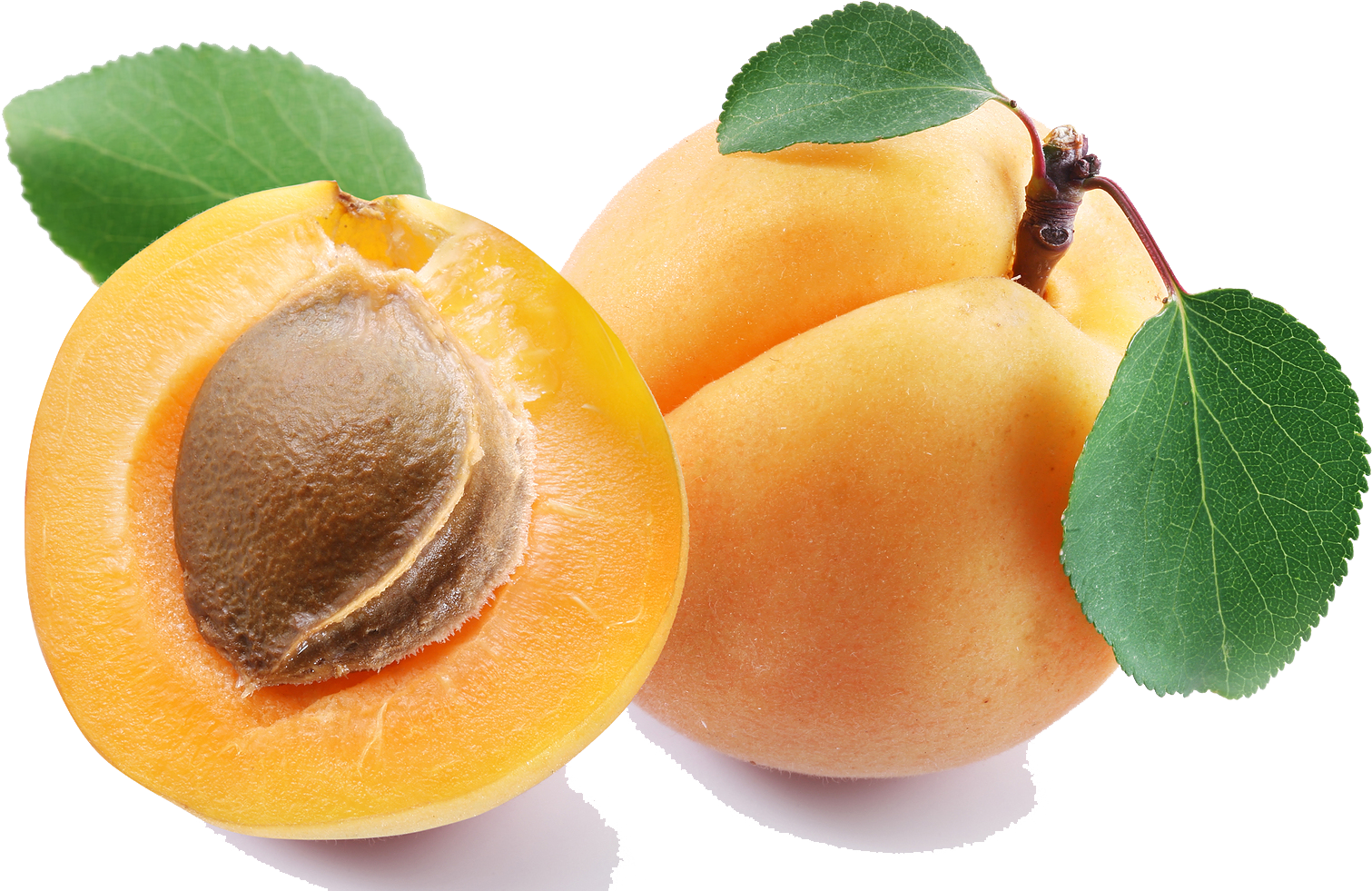 Top 18 Apricot Png Transparent - Apricot Png Clipart (1600x1032), Png Download