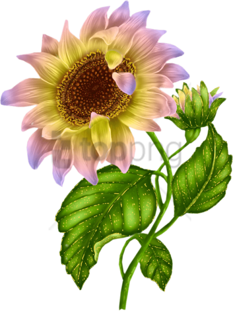Free Png Download White Sunflower Png Png Images Background - Sun Flower Bud Png Clipart (480x640), Png Download