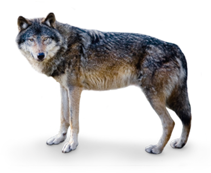 However, Several Centuries Ago Wolves Were Revered - Europäischer Wolf Clipart (733x600), Png Download