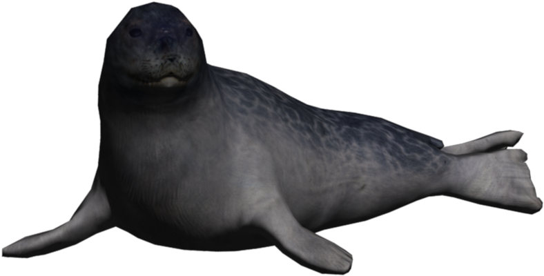 Portrait Seal Ringed Seal - California Sea Lion Clipart (788x400), Png Download